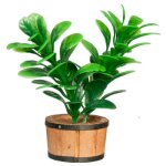 (image for) Large Green House Plant