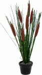 (image for) Cattail Arrangement in Pot