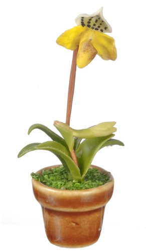 (image for) Paphopidilum Orchid Yellow