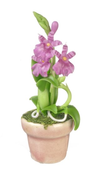 (image for) Oncidium Orchid Lavender