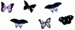 (image for) Black Butterfly Set 6pc