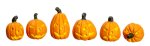 (image for) Pumpkin - 6pc