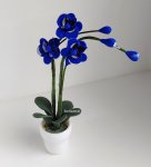 (image for) Midnight Blue Orchid in Pot