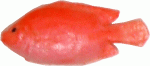 (image for) Fish - Red Snapper