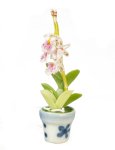 (image for) Oncidium in Pot White