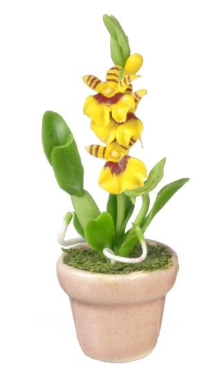 (image for) Oncidium Orchid - Yellow