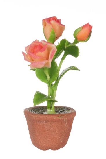 (image for) Potted Roses - Orange