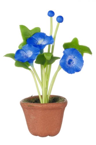 (image for) Potted Morning Glory - Blue