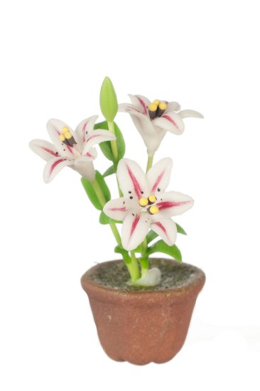 (image for) Potted Lily Red Stripe