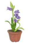 (image for) Potted Lily Purple