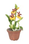 (image for) Potted Oncidium Orchid Yellow