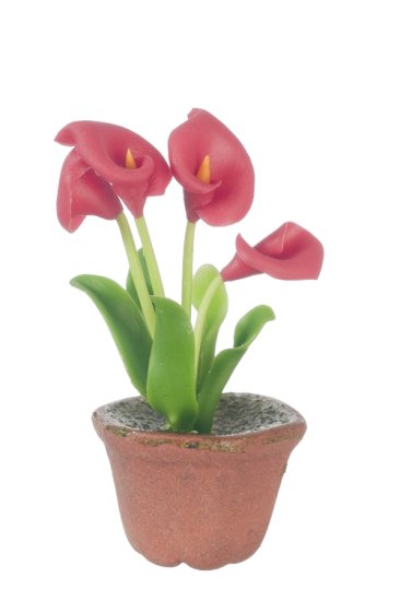 (image for) Potted Anthurium Red