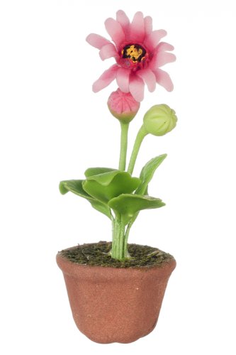 (image for) Potted Gerbera Daisy - Pink