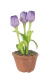 (image for) Potted Tulips Purple