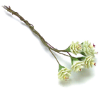 (image for) Jade Prunus 6pcs