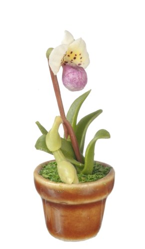 (image for) Paphopidilum Orchid White