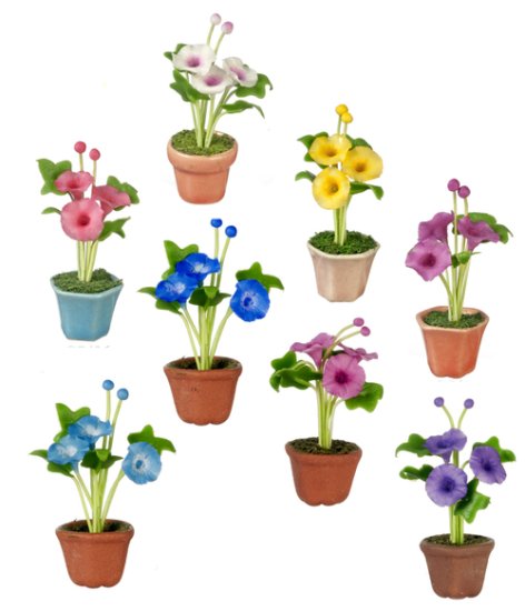 (image for) Potted Morning Glories Assorted