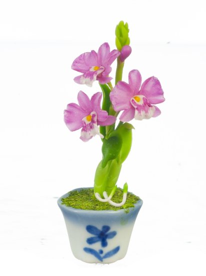 (image for) Dendrobium in Pot Pink/ White