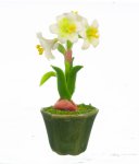 (image for) Hippeastrum in Pot White