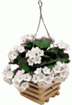 (image for) Geraniums in Hanging Basket White