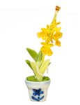 (image for) Oncidium in Pot Gold