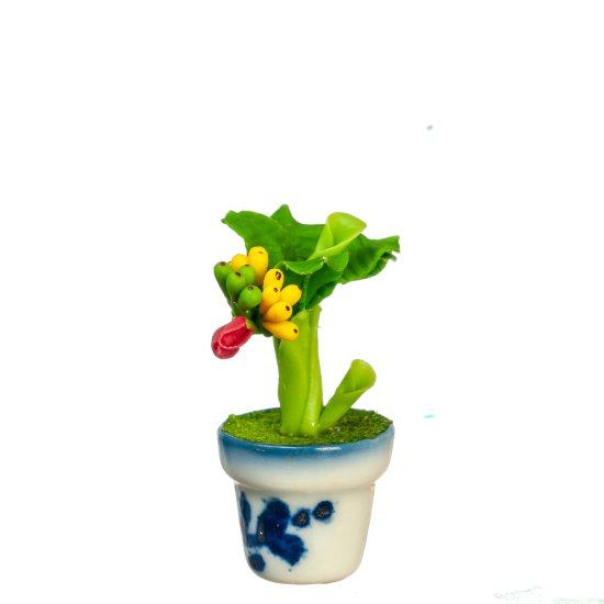 (image for) Potted Banana Tree