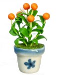 (image for) Potted Orange Tree