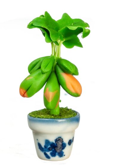 (image for) Potted Papaya Plant