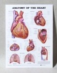 (image for) Anatomy of the Heart Medical Chart Poster