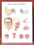 (image for) Ear Nose and Throat Medical Chart Poster