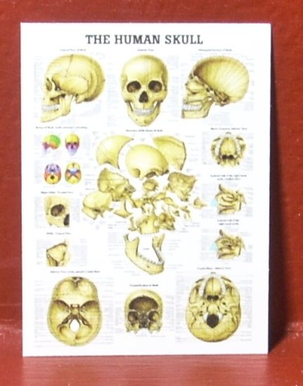 (image for) The Human Skull Medical Chart Poster