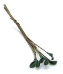 (image for) Curled Green Leaf Stems 6pc