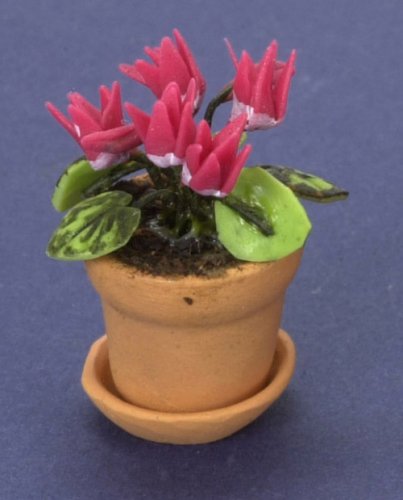 (image for) Pink Cyclamen in a Clay Pot