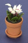 (image for) White Cyclamen in a Clay Pot