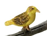 (image for) Norwich Fancy Canary