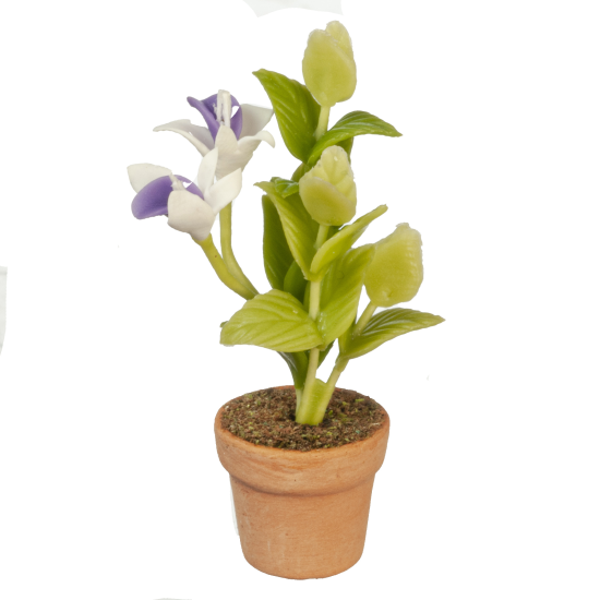 (image for) Potted White & Purple Flowers