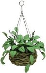 (image for) Philodendron in Hanging Basket