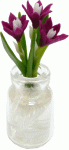 (image for) Magenta Bulbs with Roots in Glass Jar