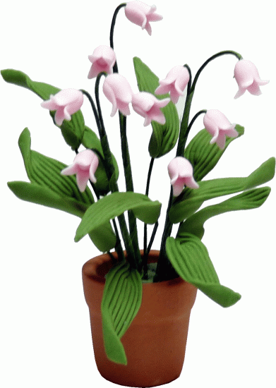 (image for) Pink Lily of the Valley