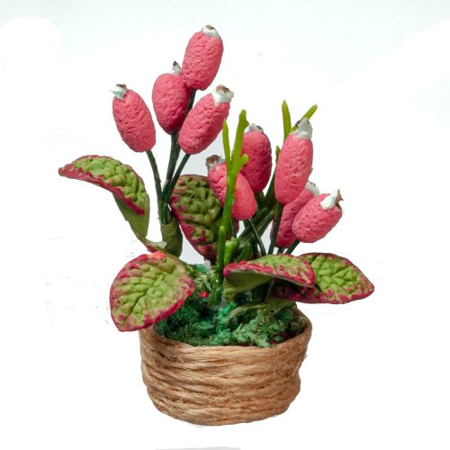 (image for) Pink Flowering Houseplant