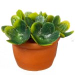 (image for) Potted Green Succulent