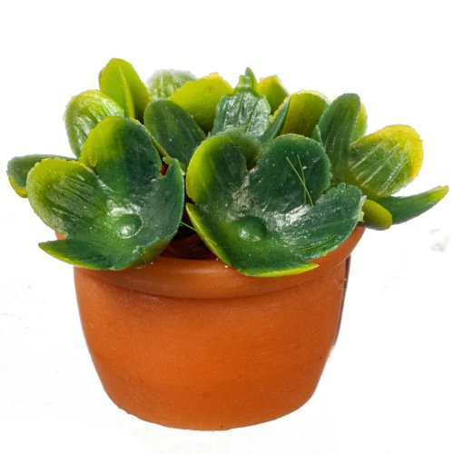 (image for) Potted Green Succulent