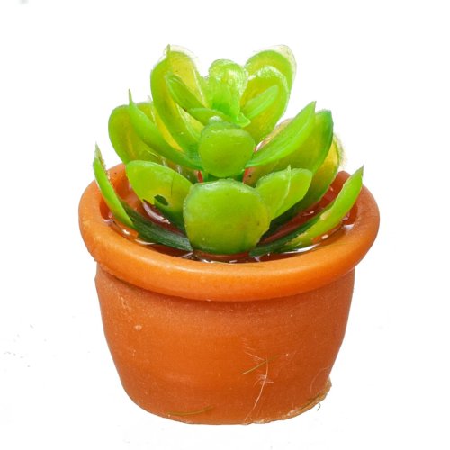 (image for) Potted Green Succulent