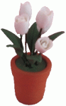 (image for) White Tulips in Clay Pot