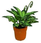 (image for) Fern in Clay Pot