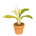 (image for) Peace lily in a Clay Pot