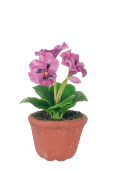 (image for) Potted Pansies