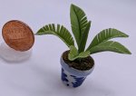 (image for) Potted Palm in Blue and White Pot