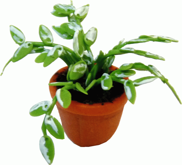 (image for) Ornamental Potted House Plant