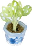 (image for) Potted Lace Plant in Blue & White Ceramic Pot